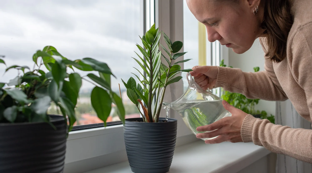 Fertilizante casero que transforma tu jardín y mejora tus plantas con jardinería simple.