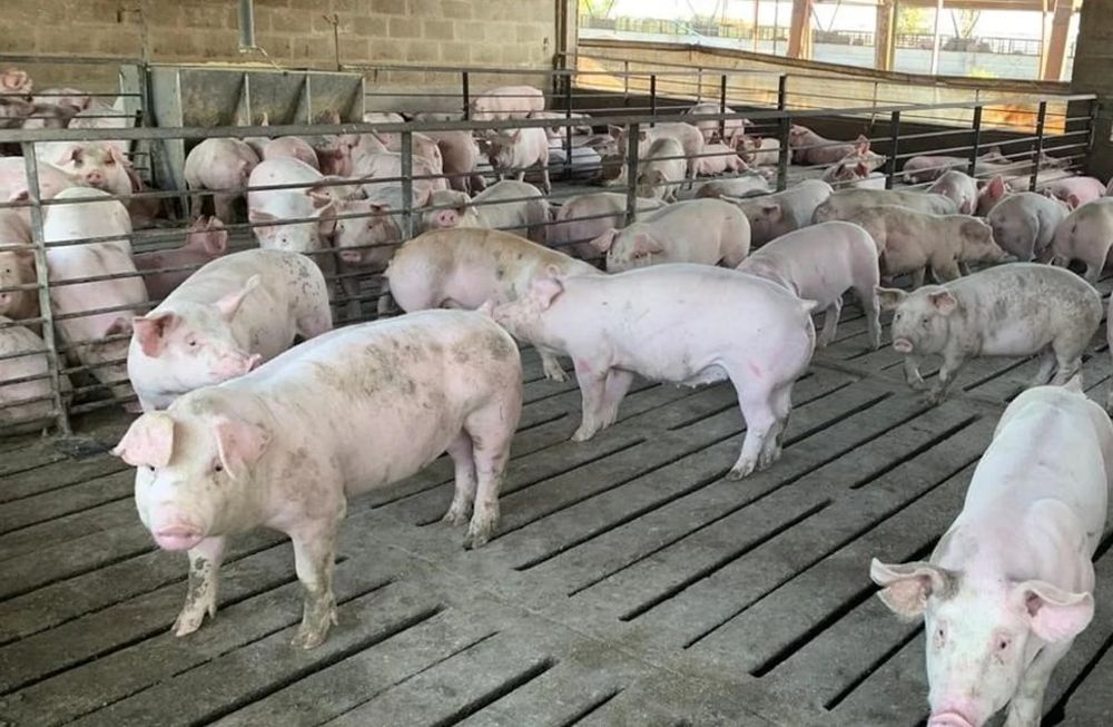 Los detalles del acuerdo con China para producir carne de cerdo en Argentina
