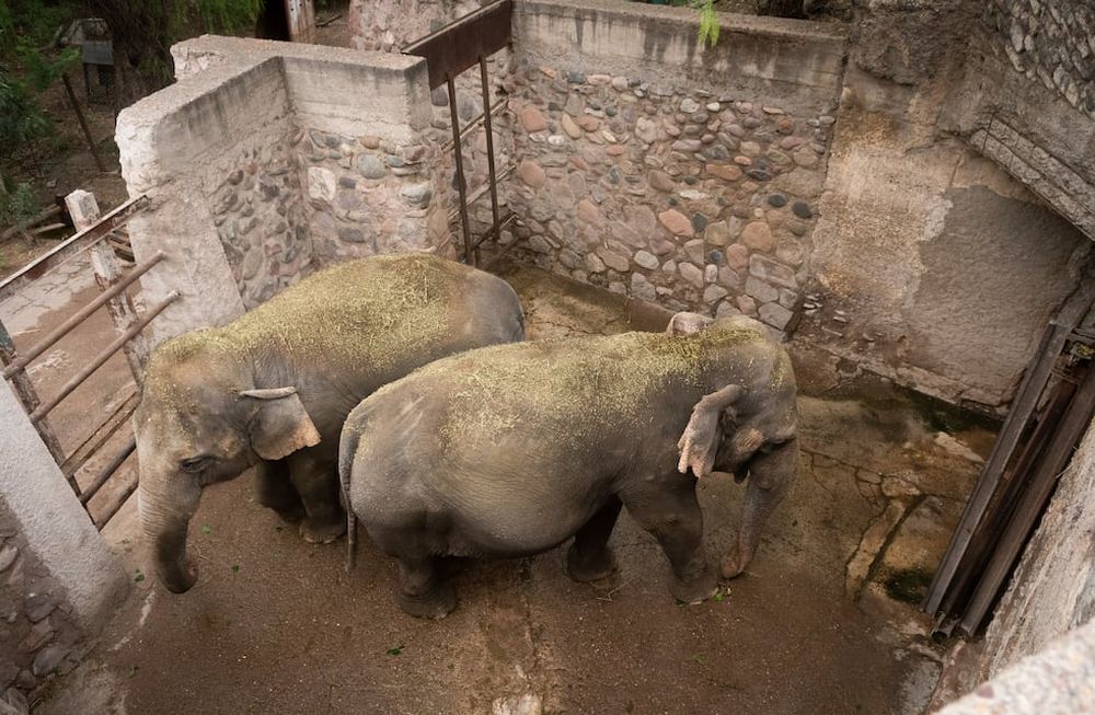 Mendoza 17 de marzo 2021 SociedadPor fin libres Llego el día y comenzó el entrenamiento de los elefantes del Ecoparque para su traslado al santuario de Brasil donde tendrá más espacio y la compañía de otros elefantes Elefante Pocha y GuillerminaFoto: Ignacio Blanco / Los Andes