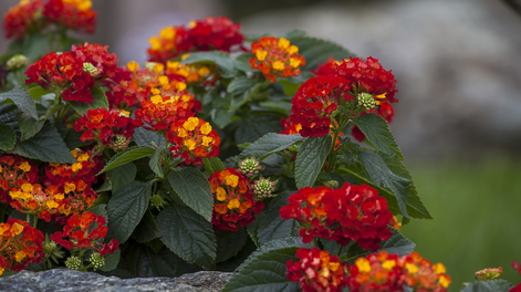 Color constante en tu jardín con jardinería simple y plantas resistentes.