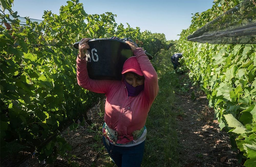 Isabel Vedia carga un tacho repleto de uvas Syrah. Admite que nunca pudo ver la Fiesta Nacional en Frank Romero Day. Foto: Ignacio Blanco / Los Andes