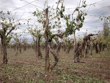 Productores de hasta 30 hectáreas pueden recibir hasta $2 millones por hectárea dañada.