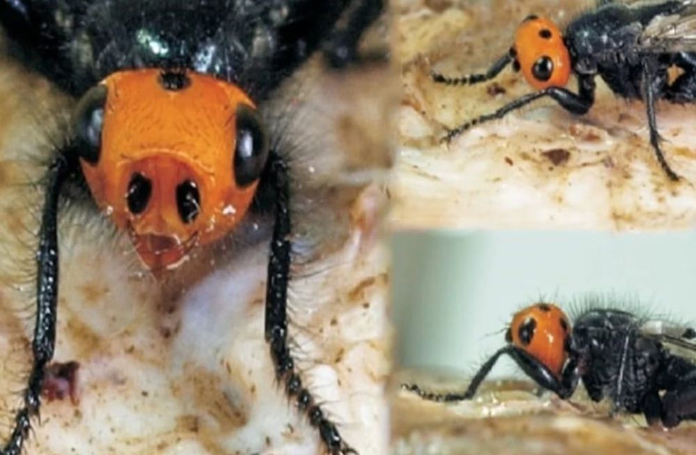 Thyreophora cynophila. Foto: Web