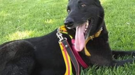 Yessi, la perrita adoptada que cambió la vida de toda una familia y es fiel compañera de los Bomberos. Foto: Gentileza.