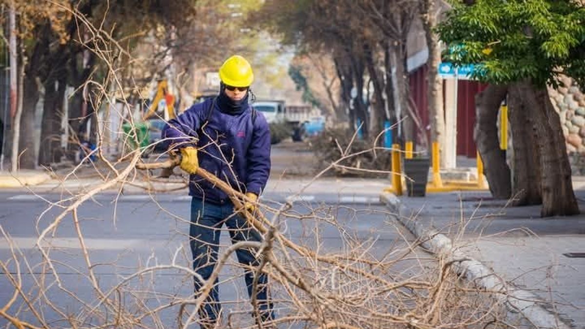 San Martín: advierten por podas clandestinas y recuerdan que sólo puede hacerlo personal autorizado