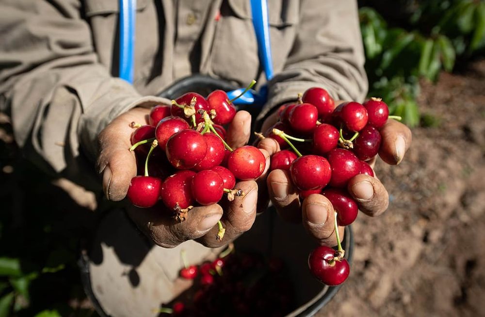 Productores mendocinos apuntan a trabajar de modo articulado con sus pares chilenos, líderes en el cultivo de cereza. Foto: Ignacio Blanco / Los Andes