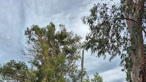 La tormenta reabrió el debate sobre el arbolado y la elección de especies en el Este.&nbsp;