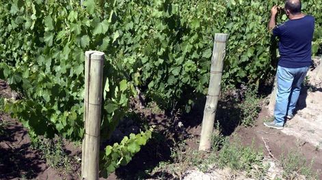 Matriz productiva en Mendoza: ¿llegó la hora de cambiarla? - Por Jorge A. Day