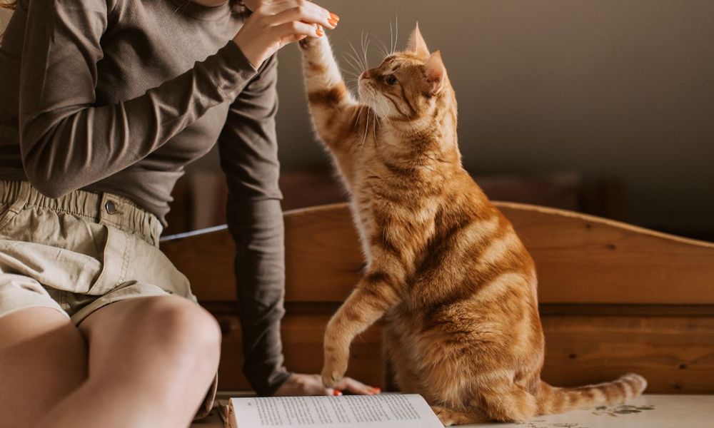 Gatos. Fuente: Canva