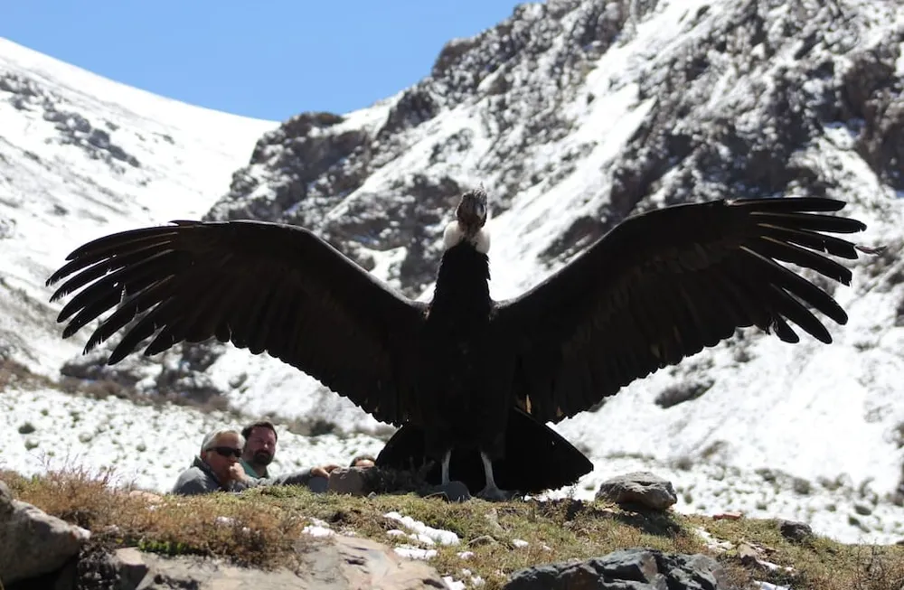 Emotivo video: el momento en que un cóndor cae en la cuenta de que es libre y vuela hacia la cordillera mendocina. Foto: Gentileza Martín García - Guardaparque Departamento de Fauna Silvestre
