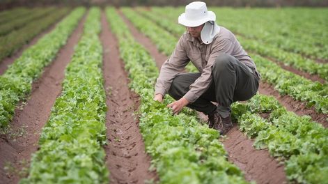 Científicos mendocinos crearon películas biodegradables de almidón para proteger suelos cultivados