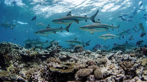 Los oceános estarían absorbiendo la suba de temperaturas.