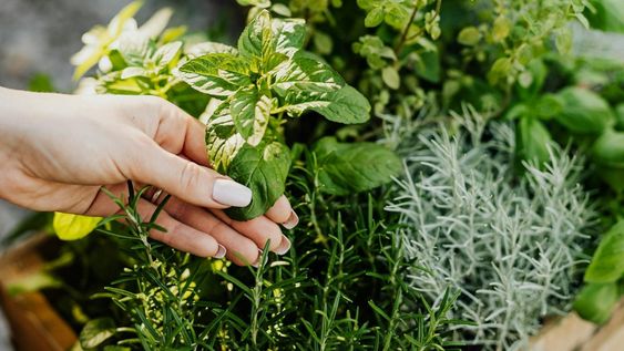 la planta mas eficiente para la gripe y la garganta, segun estudios