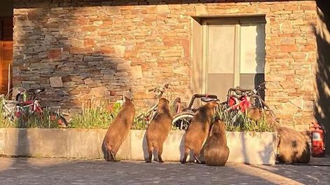 Nordelta. Carpinchos invadieron esa localidad de Tigre.