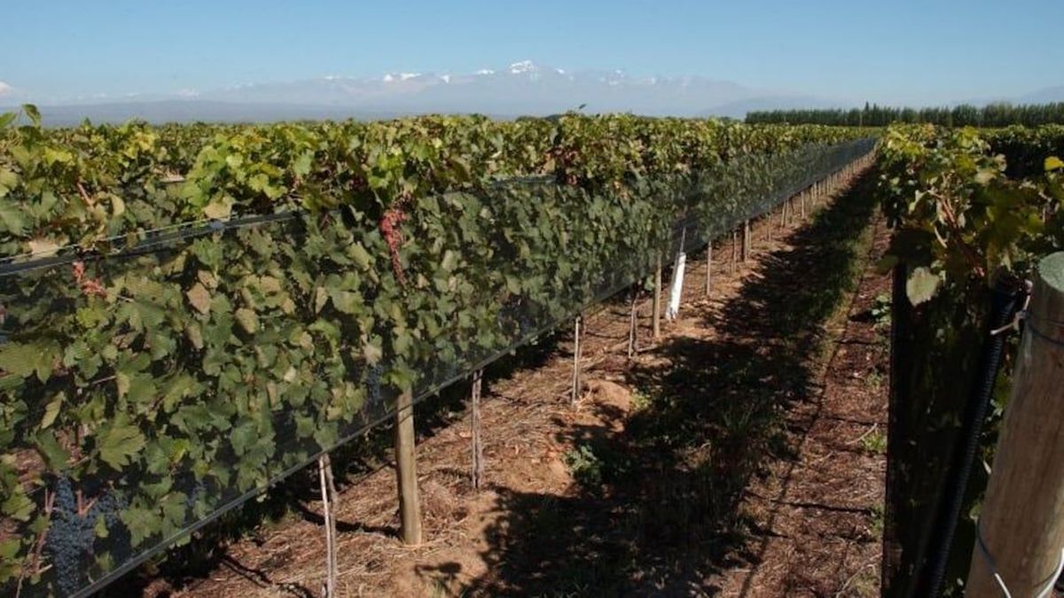 La estabilidad macro podría reforzar un cambio en la matriz productiva de Mendoza