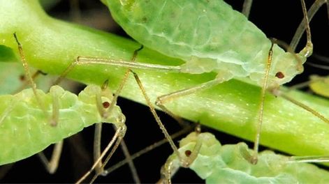 Qué insecticidas orgánicos se pueden elaborar en casa para la huerta o jardín
