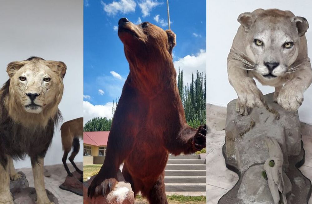 Los aviones de Aerolíneas Argentinas ya no podrán trasladar trofeos de guerra ni animales embalsamados en sus vuelos. Organizaciones buscan que esto se prohíba por ley, para que ninguna línea aérea pueda hacerlo.