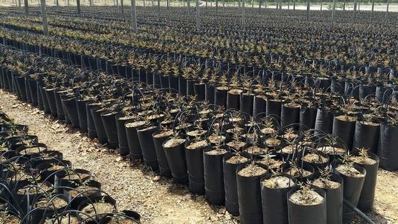 ¿Por qué plantar pistachos?