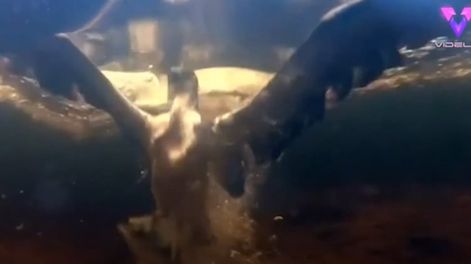 Los Andes | El fotógrafo captó el preciso momento en que un águila pescadora descendió en picado a más de 60 km/h para capturar una desprevenida trucha bajo el agua.