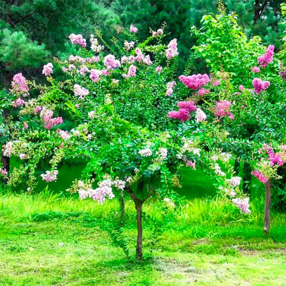 Jard&iacute;n y jardiner&iacute;a eligen plantas arb&oacute;reas limpias que atraen aves todo el a&ntilde;o