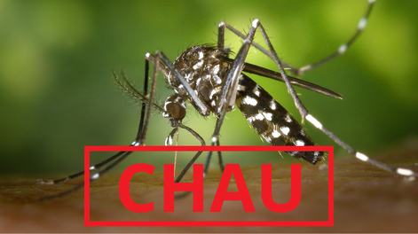 El truco con café perfuma el hogar y mantiene alejados a los mosquitos naturalmente.
