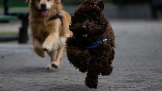 Brownie y Titán. Al interactuar con los animales, los niños que suelen estar con miedo o nerviosos, generan un vínculo que los tranquiliza en ese momento.