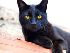 Mito o realidad: ¿se sacrifican gatos negros en Mendoza para Halloween?