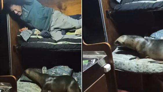 Un lobo marino se metió al camarote de un barco y estallaron las redes