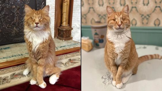 un raro sindrome en humanos es identificado por primera vez en gatos
