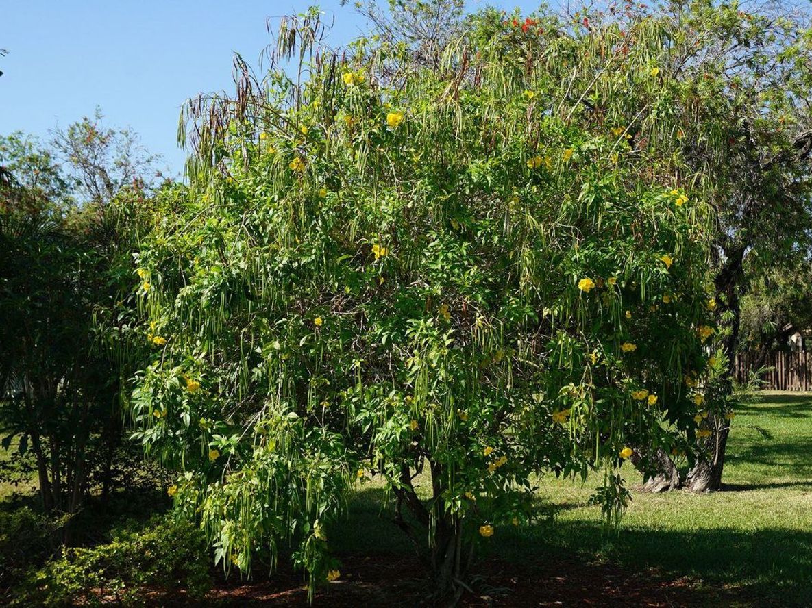 Las propiedades de este árbol lo convierten en una opción ideal para quienes buscan mantener un jardín ecológico, libre de químicos y con un aspecto siempre prolijo.