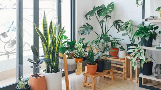 Respirar mejor es posible con algunas especies de plantas que transforman el aire del hogar.