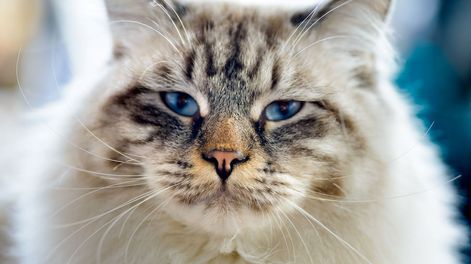 Los Andes | Cuidado felino: consejos para mantener a tu gato feliz y saludable