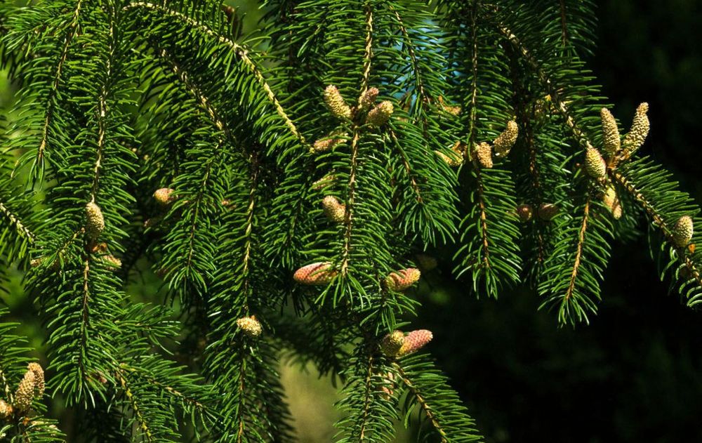 El hallazgo en la hoja de este árbol reveló un proceso biológico oculto que podría cambiar la forma en que se buscan metales como el oro.