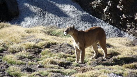 Los Andes | Desde Mendoza presentan recurso para frenar la caza de pumas en la Patagonia: por qué es legal y cuánto pagan. Foto: Gentileza Fundación Cullunche