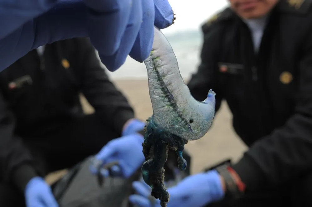 Alerta por presencia de la fragata portuguesa en dos playas de Chile