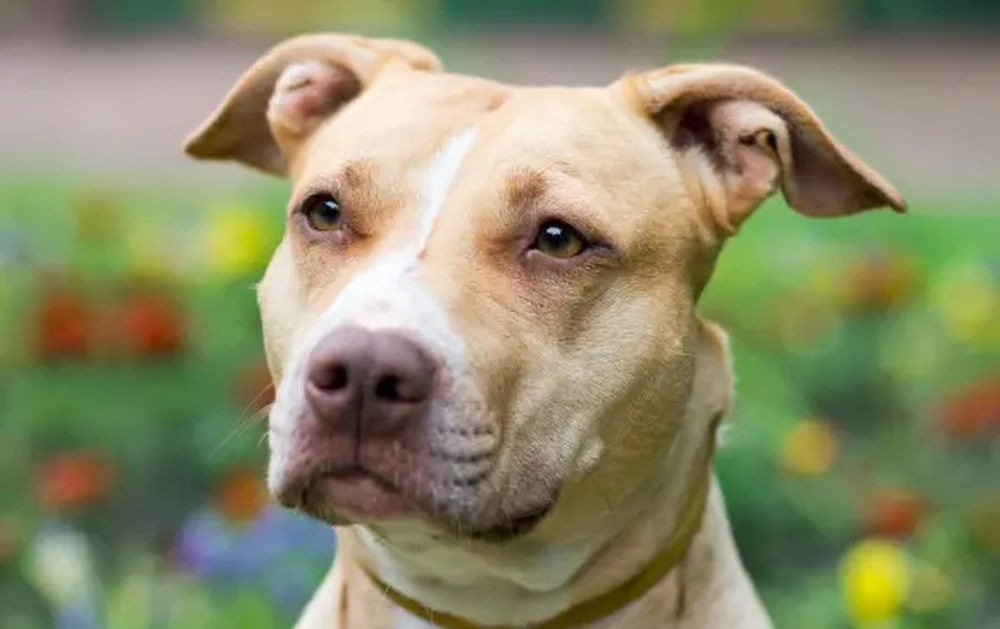 Un hombre pidió ayuda al ChatGPT para tratar el cáncer de su perrita