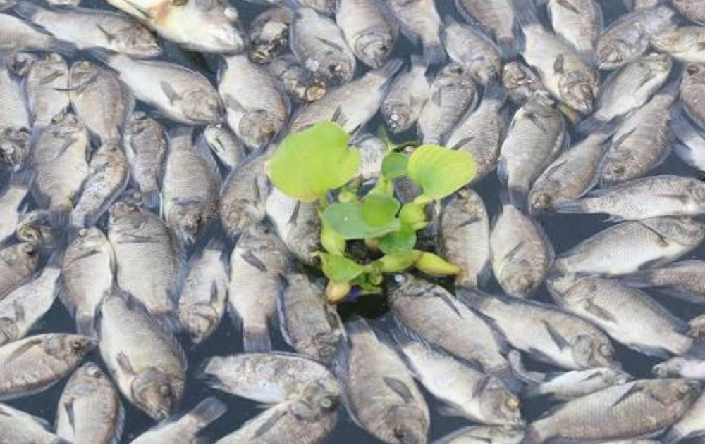 La degradación ambiental tiene múltiples causas, pero la presencia de especies invasoras puede agravar problemas existentes.