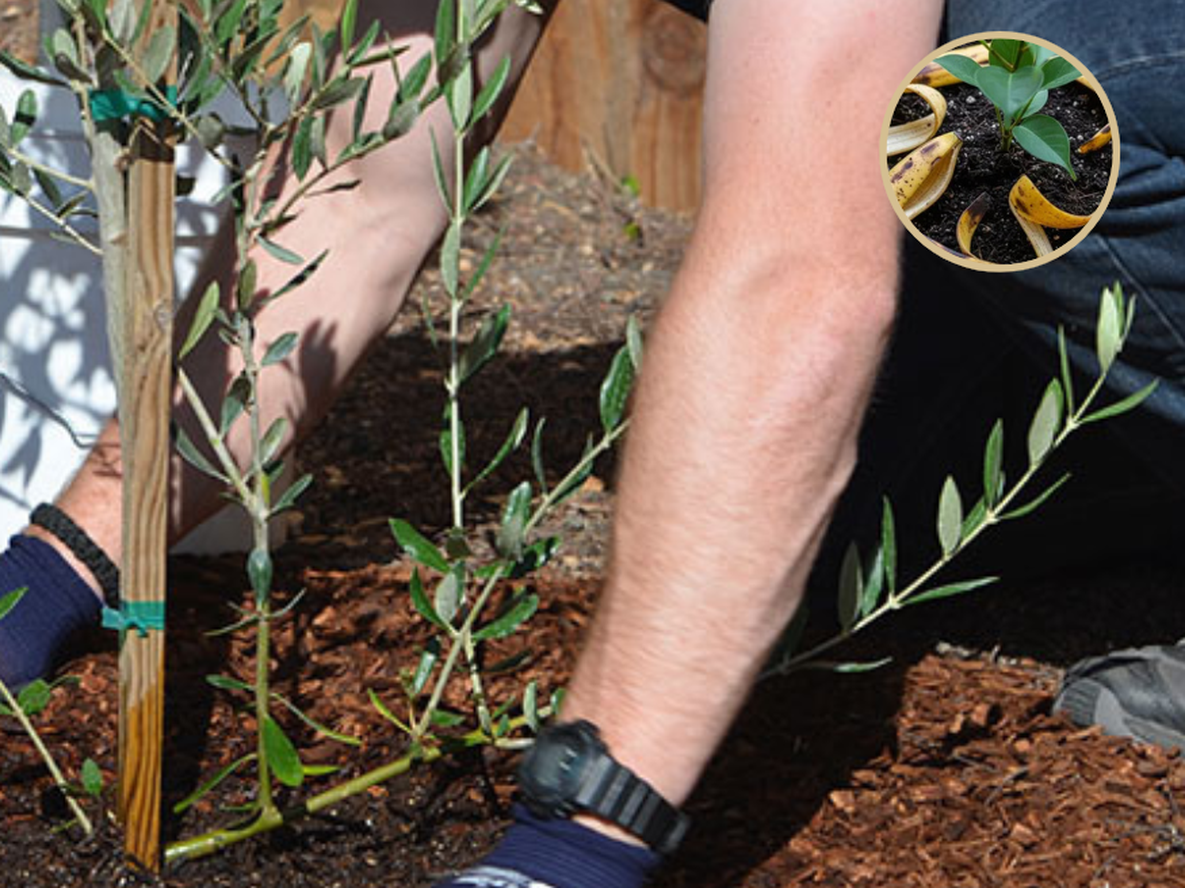 Las cáscaras de banana son de mucha ayuda a la hora de sembrar este árbol.