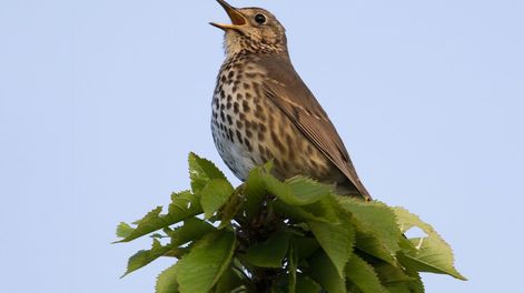 Cada sonido matutino de los pájaros está avisando algo, como señal de supervivencia, territorio y vida en movimiento.