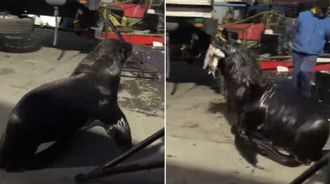 Un lobo marino robó la pesca de unos trabajadores en el puerto de Mar del Plata y el video fue viral