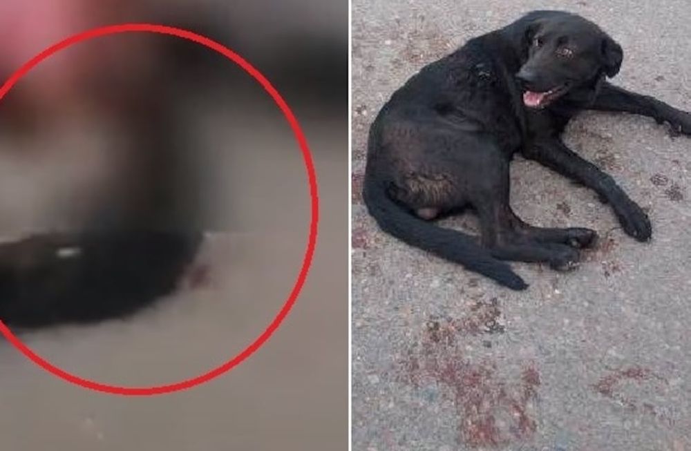 Video: una mujer ató a su perro al auto y lo arrastró varias cuadras en Tunuyán