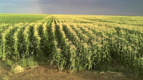 Los Andes | Es una de las producciones que tienen para semilla, Tarditti explica que sólo producen a demanda y que clima seco es propicio para este desarrollo.