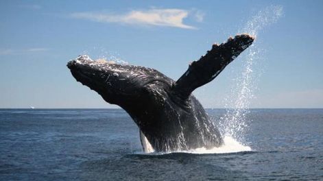 Japón amenaza con volver a  la caza comercial de ballenas