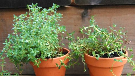 Los Andes | planta de tomillo feng shui