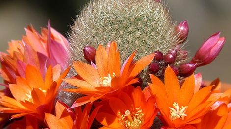 Los Andes | Este es el ingrediente de casa que ayudará a que floreen tus cactus.