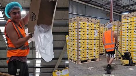 Un argentino en Nueva Zelanda trabajó sin descanso 17 días y mostró cuánto ganó por juntar kiwis