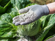 no tires las cenizas del asado, son un tesoro: por que reciclarlas es ideal para cuidar tus plantas