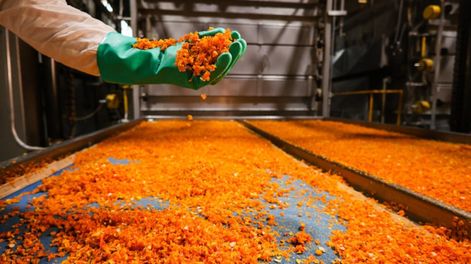 Los Andes | En Mendoza se deshidrata zanahorias, espinacas, ajos, cebollas y zapallo para destinar al mercado interno y exportar.