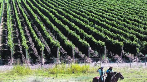 Vitivinicultura mendocina.