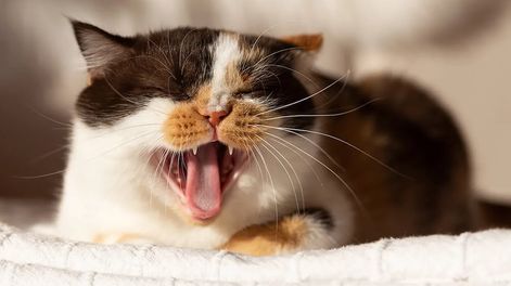 Los Andes | Qué significan los maullidos de gato.